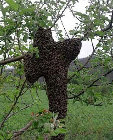 Рој пчела у облику крста